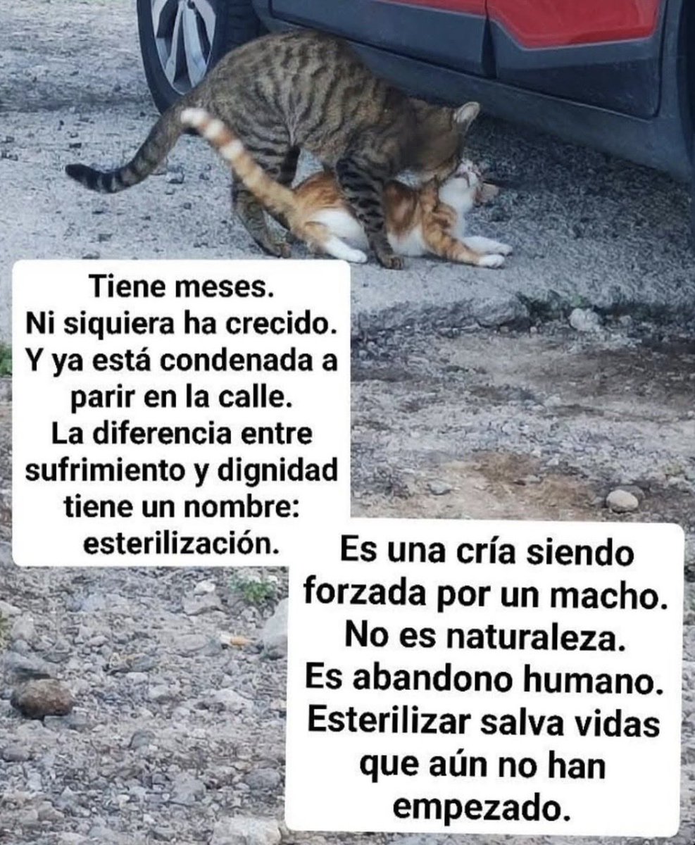 Gina Romero tweet media