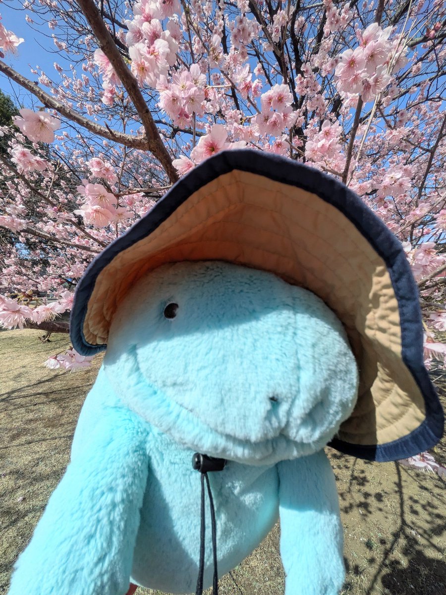 Mitsu82400476's tweet photo. 春近し
花粉舞うなか
自撮りだぬ

 ぬおお(˙𐃷˙)︎︎👍✨🌸 https://t.co/mzC5WT9j5E