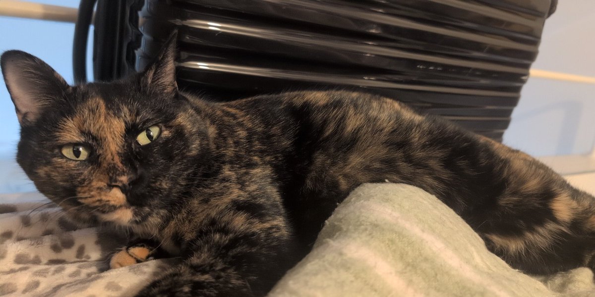 ぬこびさん@がんばらない tweet media