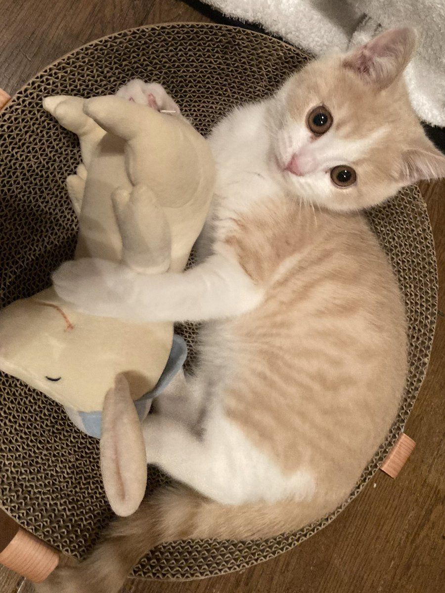 いっちゃん50🐦 (@ichyan45) / Posts / X