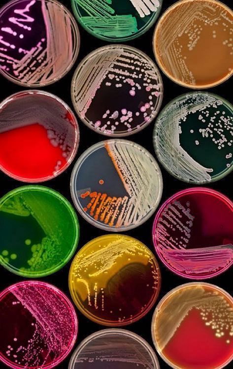 شـهد tweet media