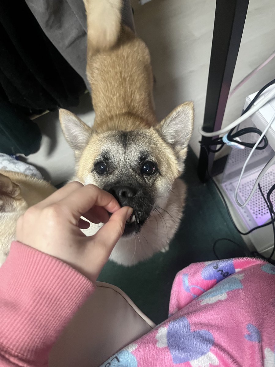 findhomedogs's tweet photo. 먹태 러버 아숑이 모음1

#입양홍보 #adoptme
#평생엄빠찾아요 #사지말고입양하세요 #입양해주세요 #평생가족찾아요
#dogs #koreandogs #rescuedog #adoptdontshop #adoptable #adoptdogs #foreverhomeneeded #foreverhomewanted https://t.co/uWVd9u8i8o