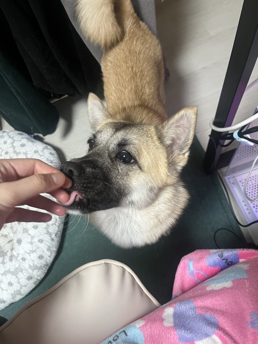 findhomedogs's tweet photo. 먹태 러버 아숑이 모음2

#입양홍보 #adoptme
#평생엄빠찾아요 #사지말고입양하세요 #입양해주세요 #평생가족찾아요
#dogs #koreandogs #rescuedog #adoptdontshop #adoptable #adoptdogs #foreverhomeneeded #foreverhomewanted https://t.co/b30uBCN6Dc