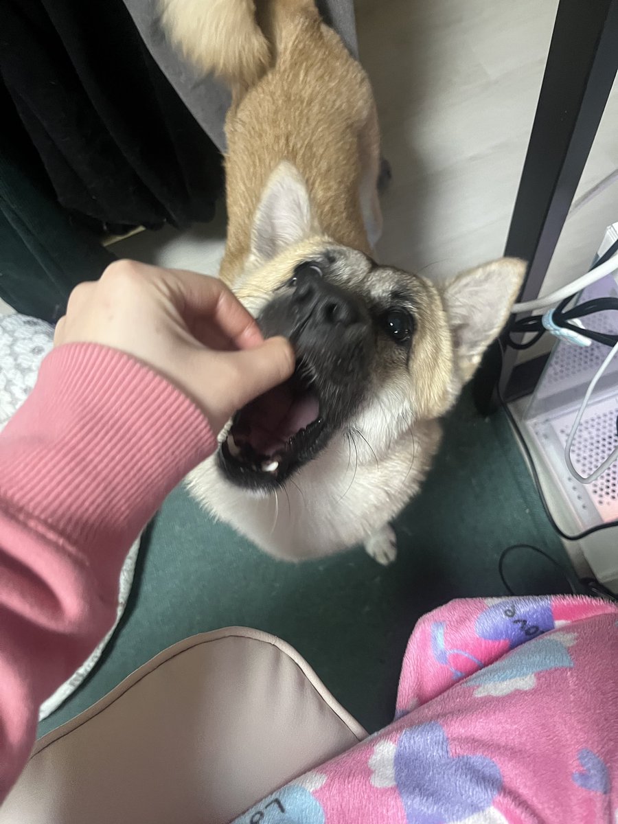 findhomedogs's tweet photo. 먹태 러버 아숑이 모음2

#입양홍보 #adoptme
#평생엄빠찾아요 #사지말고입양하세요 #입양해주세요 #평생가족찾아요
#dogs #koreandogs #rescuedog #adoptdontshop #adoptable #adoptdogs #foreverhomeneeded #foreverhomewanted https://t.co/b30uBCN6Dc