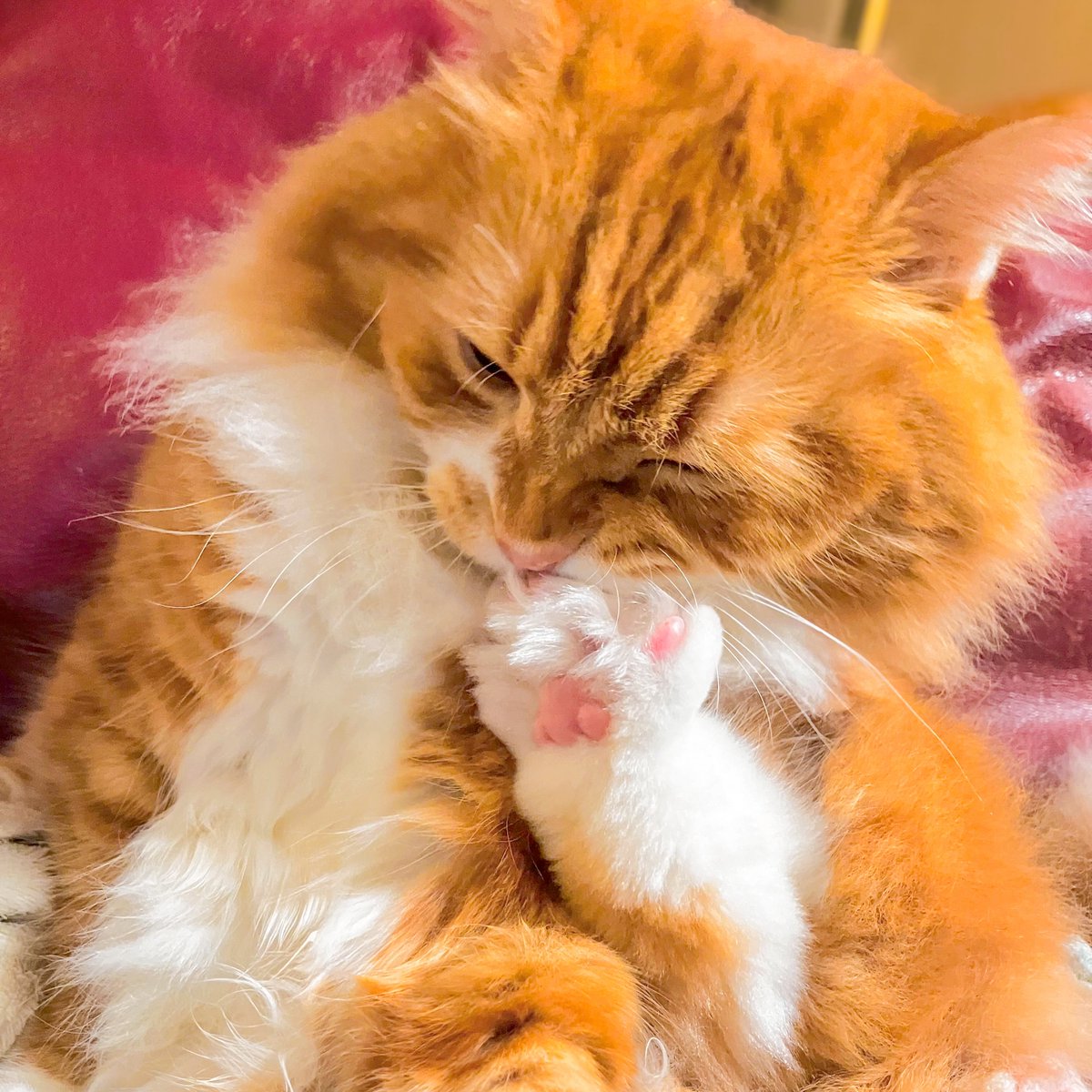 殺伐としたTLにぬこ放流ー

(  *' '*)っ🐾