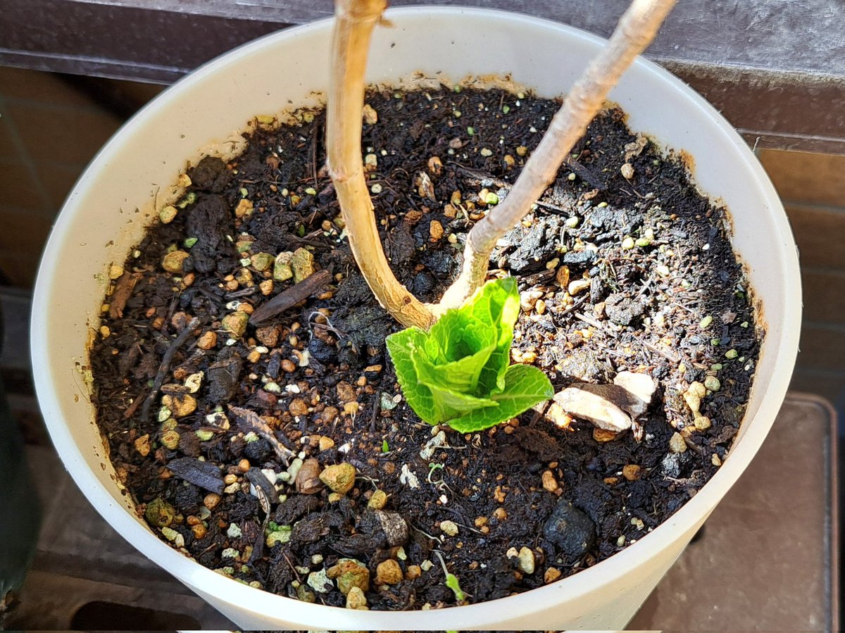 みののこ． tweet media