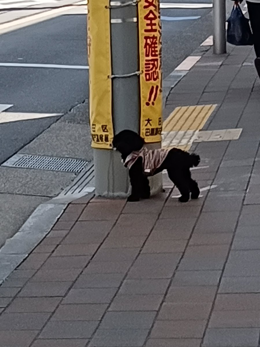 ねねここ🍒 (@cats_dogs_cats) on X