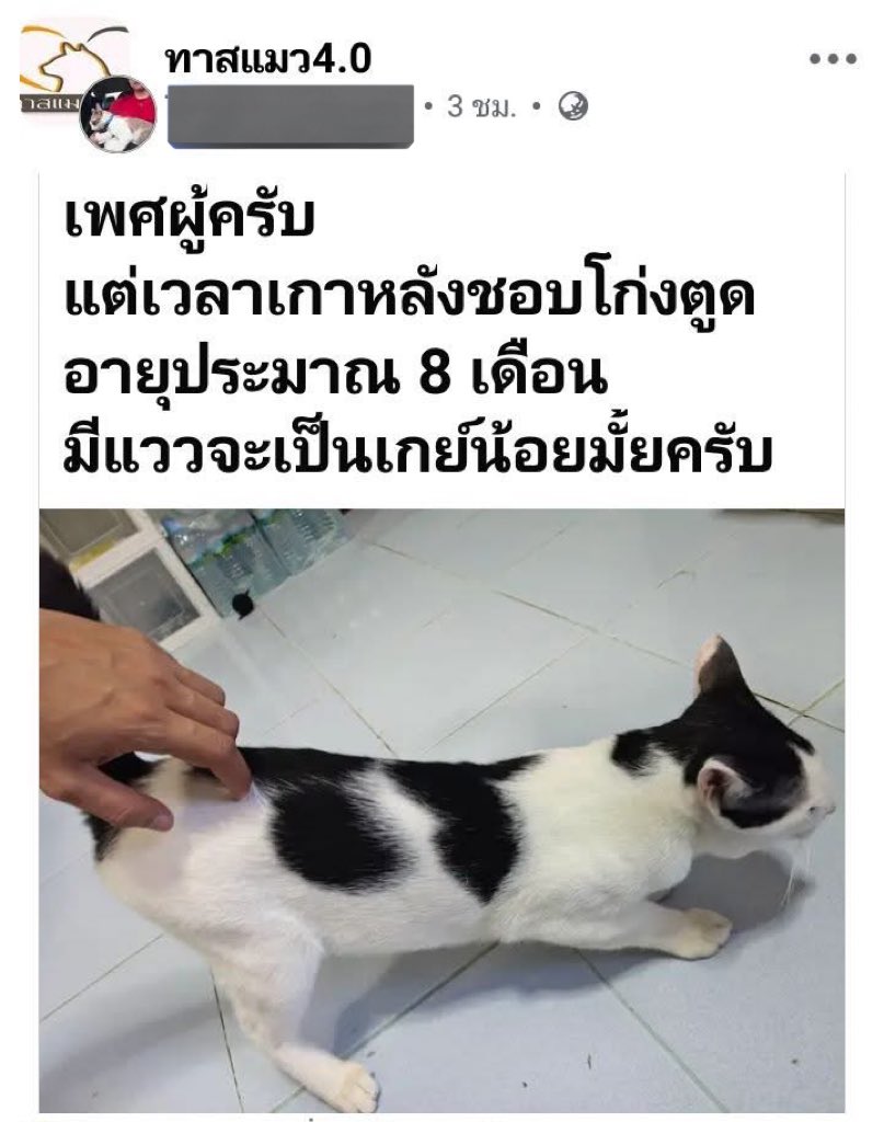 เลี้ยงลูกอย่างไรให้เป็นเกย์น้อย