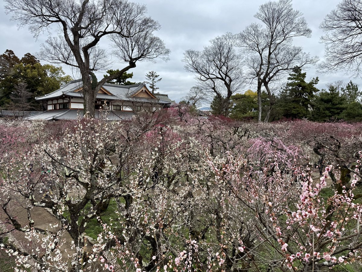 鵠-kou- tweet media