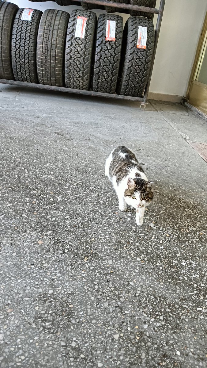 I made a friend in Mongolia. Cutest little cat.