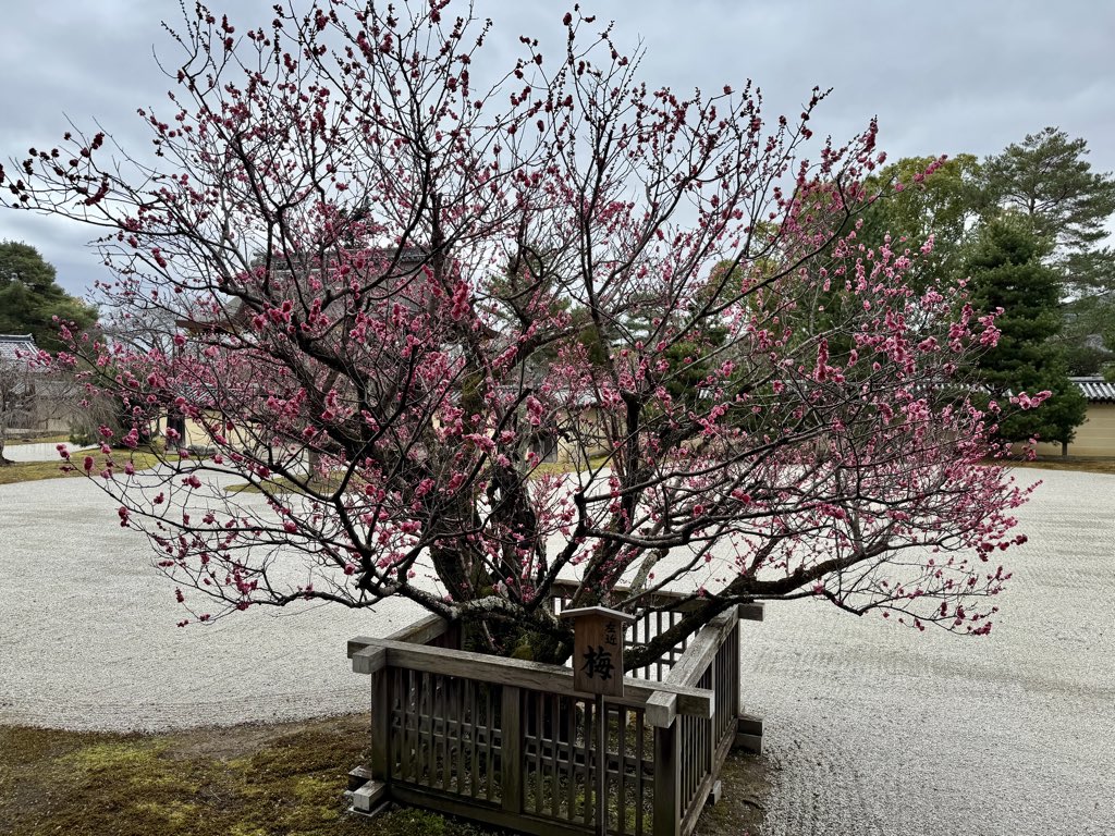 鵠-kou- tweet media