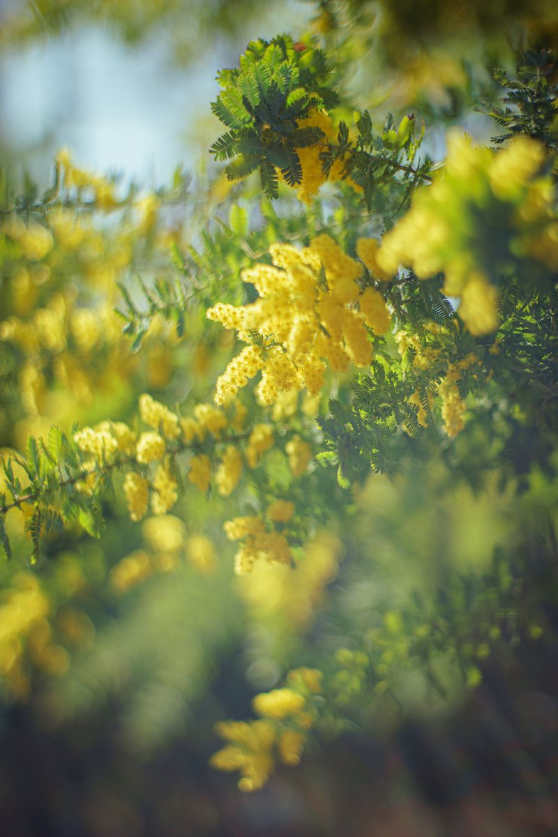 fotosuzu's tweet photo. Dreamy Mimosas ep1
Jupiter-9 85mm / F2.0
#minosa https://t.co/Ew7aJLHXGu