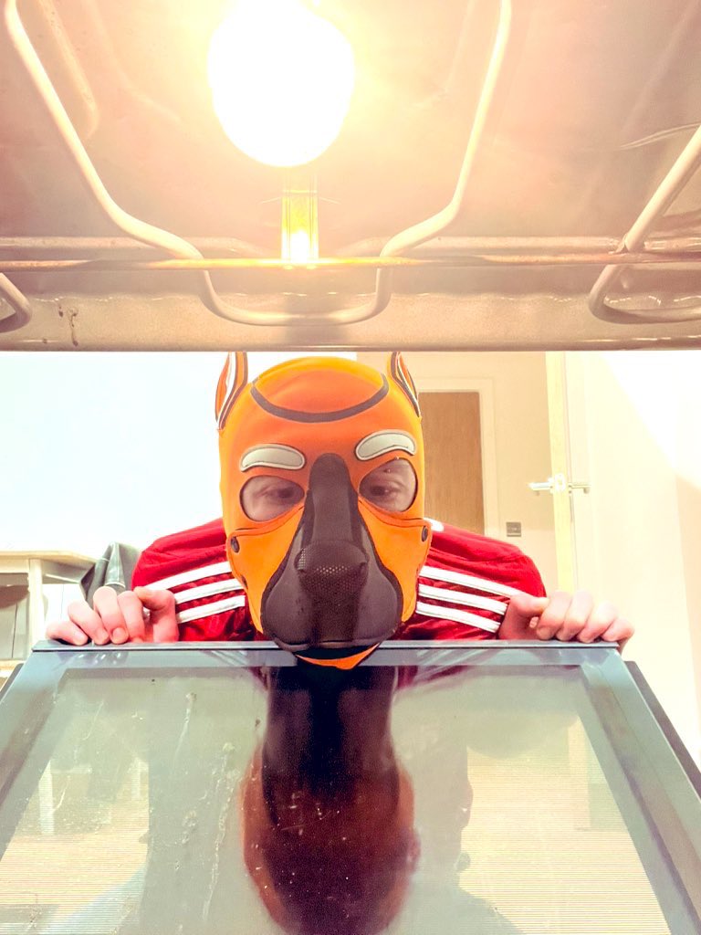 PuptheChipper 🔜 B&Q tweet media