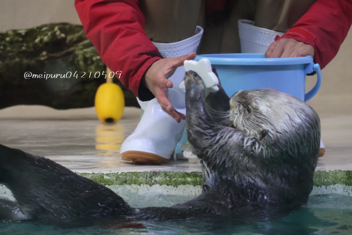 キラちゃんのお星さま🌟 #鳥羽水族館 #ラッコ #ラッコのキラちゃん