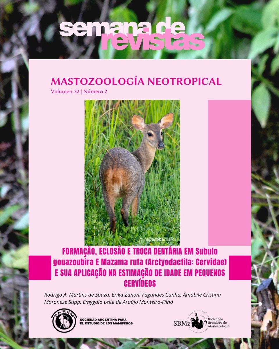 Mastozoologia Neotropical tweet media