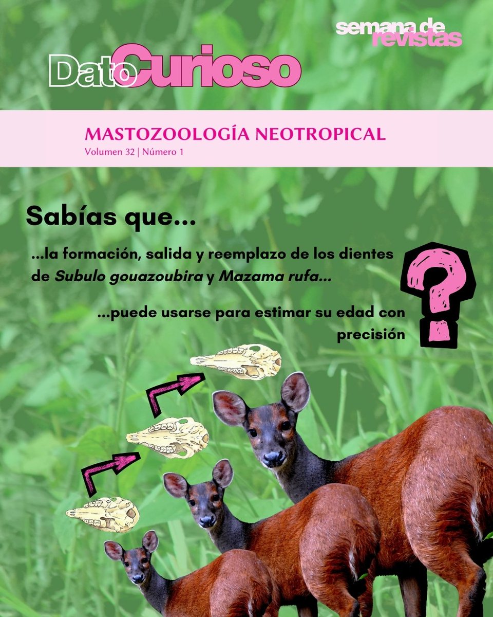 Mastozoologia Neotropical tweet media