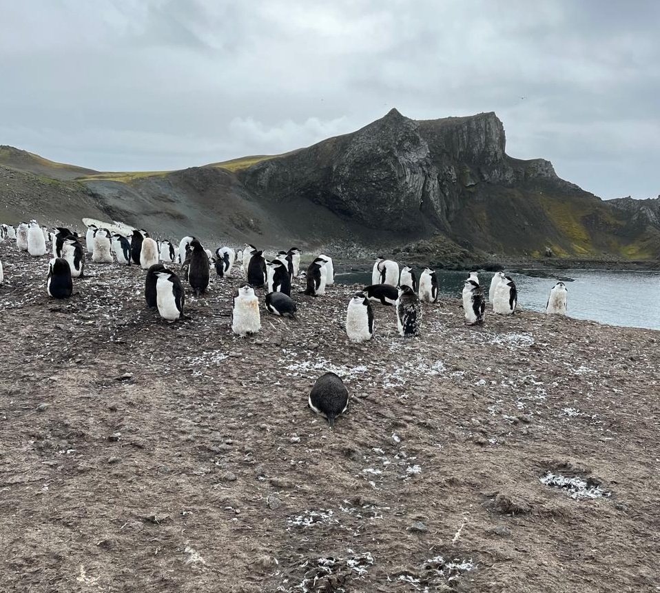 Stephanians tweet media