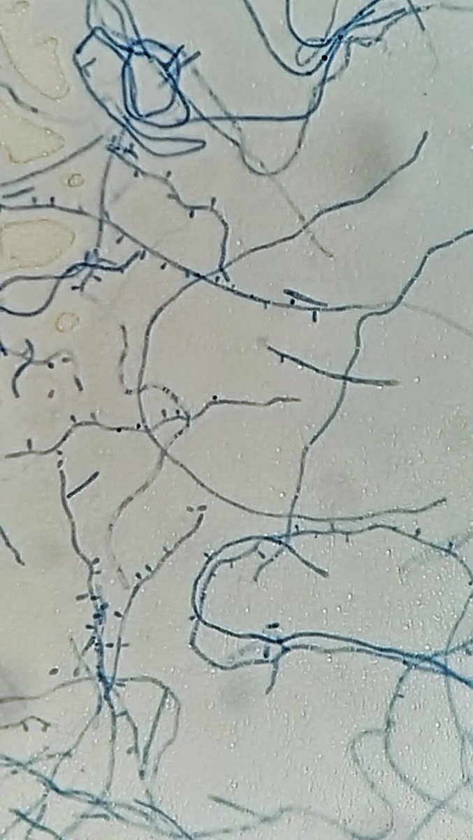 Dra. Rommie Merino-Alado, DDM🇻🇪🍄 tweet media