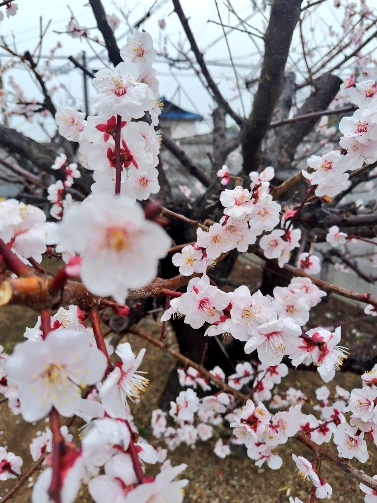 coco100742's tweet photo. ３月になりましたね。
COCOいこっとの敷地内では、梅が満開で、とても良い香りをさせていますよ🌟
暖かくなるのも、もうすぐですね。
#COCOいこっと #ひきこもり https://t.co/c3HjDK6Jqa