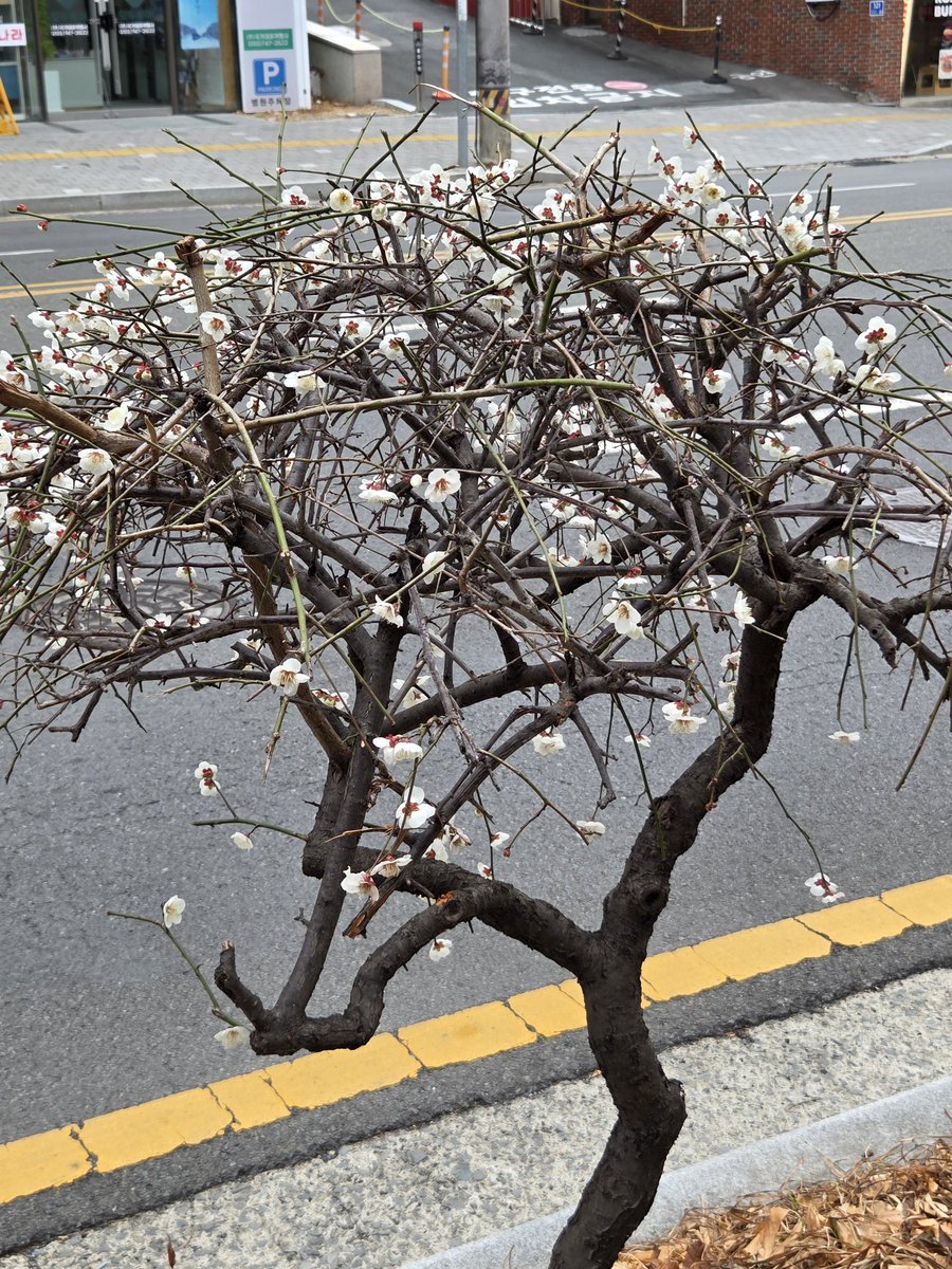 LiberaWings's tweet photo. 출근길에 발견 한건데 도롯가 인데 다 나무가 앙상한데 이 나무들만 꽃펴서 신기해서 찍어봄.. https://t.co/WGU6LeDqRY