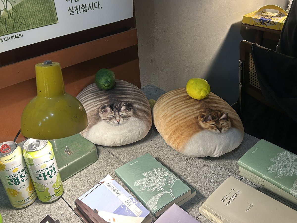 고양이가 있는 대구의 책방... 🐈