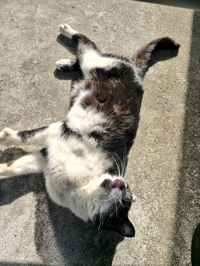 朝からリラックスね😸