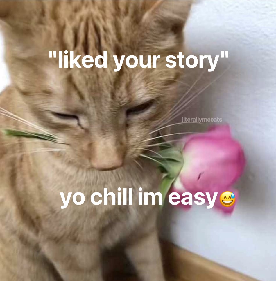 LiterallyMeCats (@literallymecats) on Twitter photo 