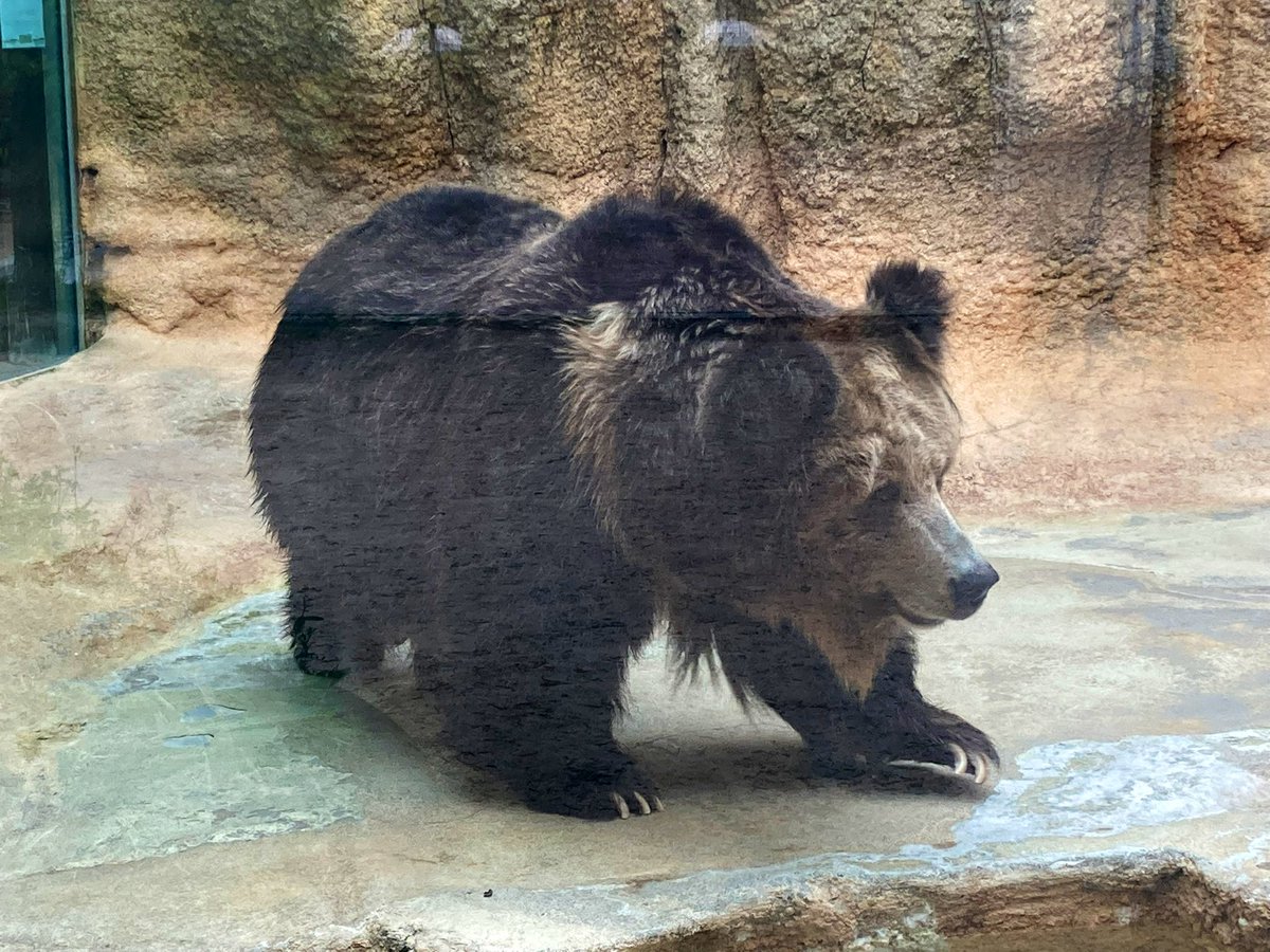 #マー さん　お疲れ様でした。ご冥福をお祈りいたします。ボーさんと王子の動物達を見守って下さい。

長い間、ありがとうございました。
#王子動物園　#ウマグマ