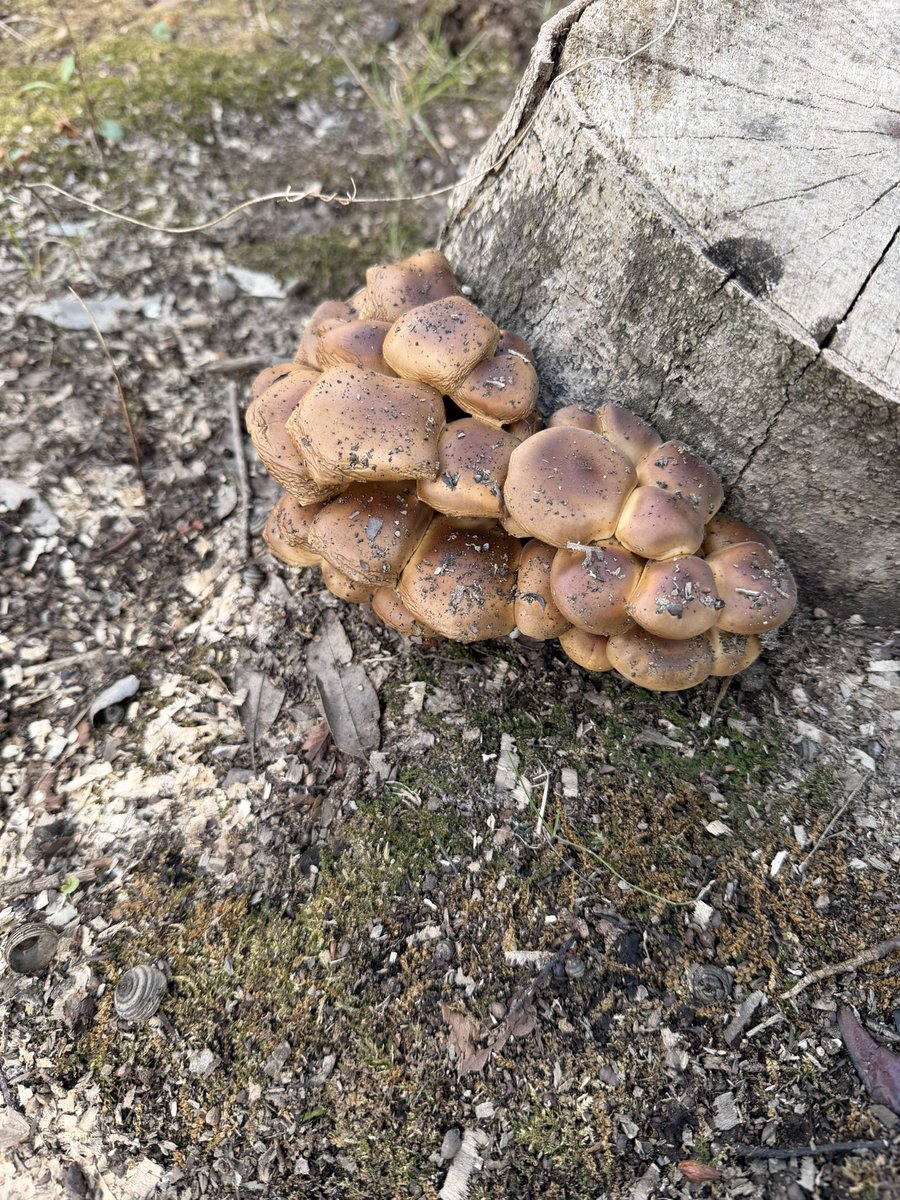 Avie Fukai 🇵🇭🇯🇵 tweet media