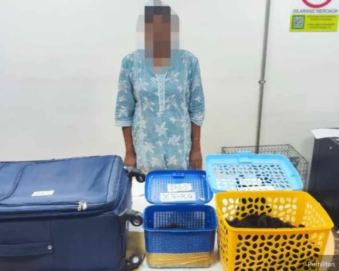 NewsBFM's tweet photo. A woman was arrested at KLIA Terminal 1 for attempting to smuggle four siamang gibbons worth RM120,000.

The 39-year-old, believed to have been acting as a wildlife trafficking mule, was detained following a baggage inspection for a flight bound for Tiruchirappalli, India.

🧵1 https://t.co/IIsKUQxl3D