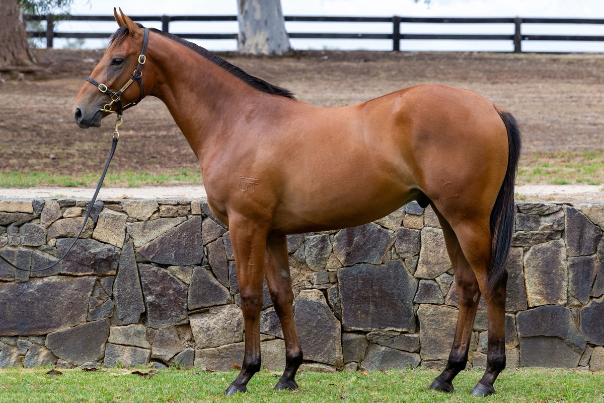 Liam Howley Racing tweet media