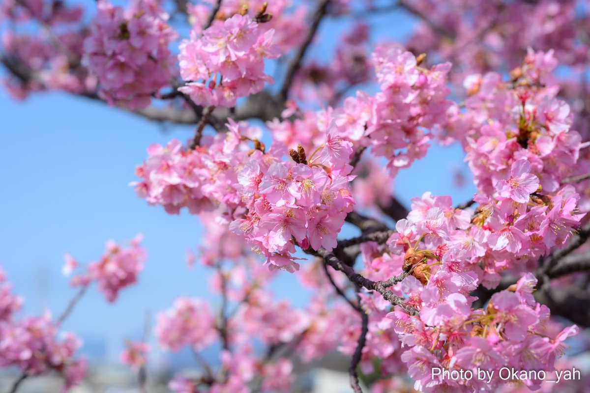お散歩。小出川の河津桜、満開でございました
KODAK CHARMERAにSD入れてなかった💦
NikonZf＋85mmでしか撮れなかったや(;・∀・)
初めて組み合わせたけど、85mmやはり写りがいい