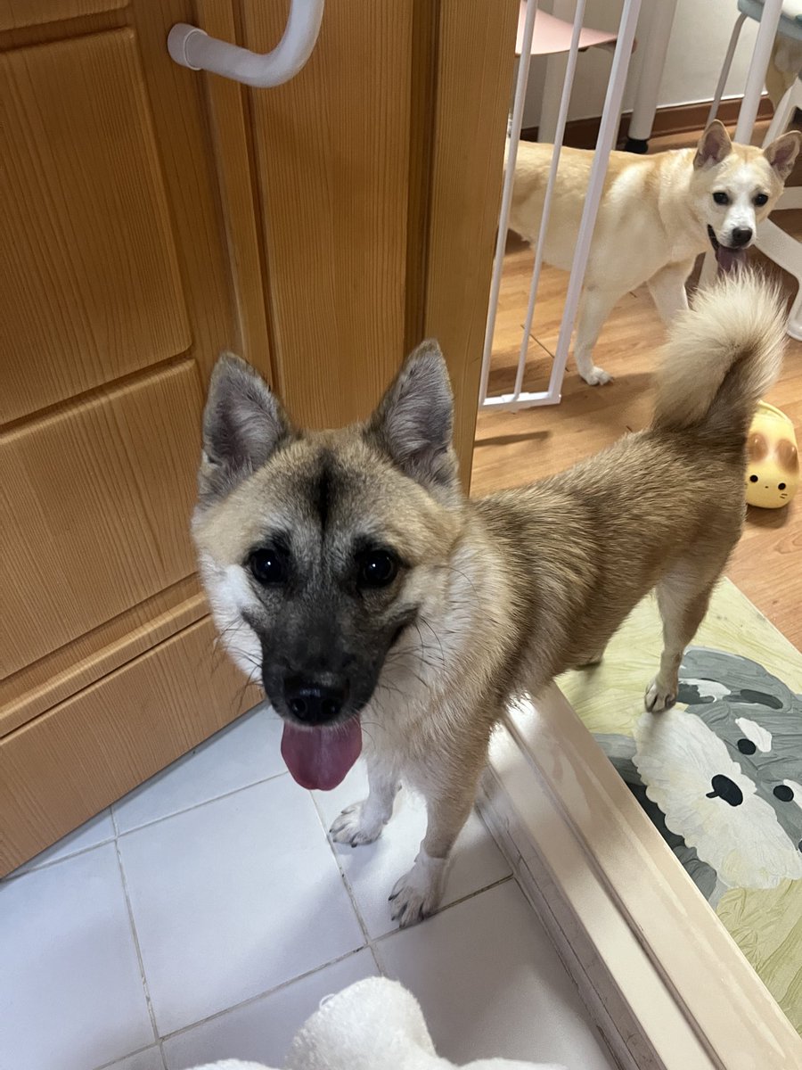 findhomedogs's tweet photo. 사생활침해하는 바보개들

#입양홍보 #adoptme
#평생엄빠찾아요 #사지말고입양하세요 #입양해주세요 #평생가족찾아요
#dogs #koreandogs #rescuedog #adoptdontshop #adoptable #adoptdogs #foreverhomeneeded #foreverhomewanted https://t.co/f2Ui8gizEs