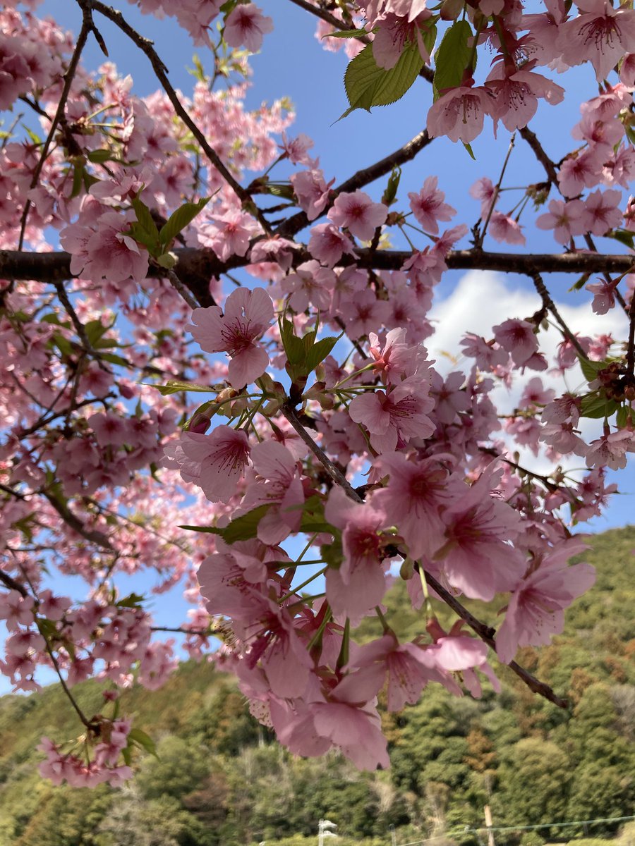 ♨️🌸🐯💚😸