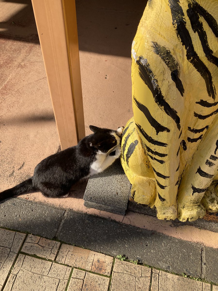 ♨️🌸🐯💚😸