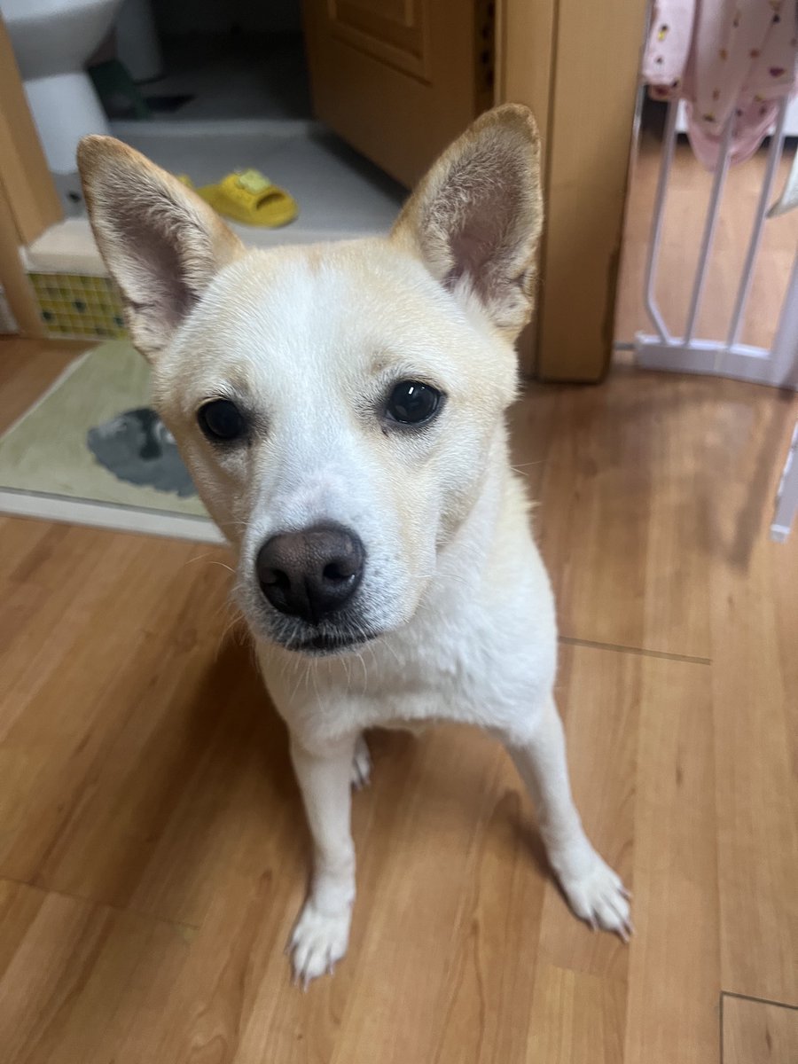 findhomedogs's tweet photo. 네모 털갈이…

네모야 이거 맞아?

#입양홍보 #adoptme
#평생엄빠찾아요 #사지말고입양하세요 #입양해주세요 #평생가족찾아요
#dogs #koreandogs #rescuedog #adoptdontshop #adoptable #adoptdogs #foreverhomeneeded #foreverhomewanted https://t.co/FVyo83IYuw