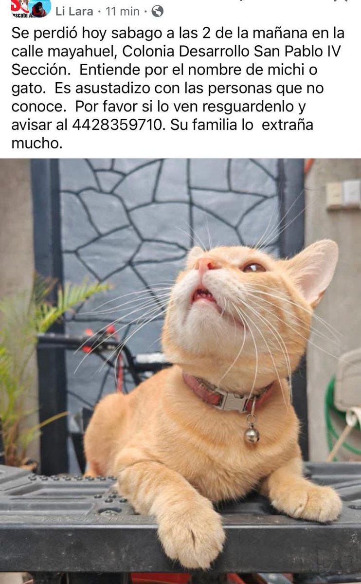 Comparte para que regrese a casa 
#Querétaro