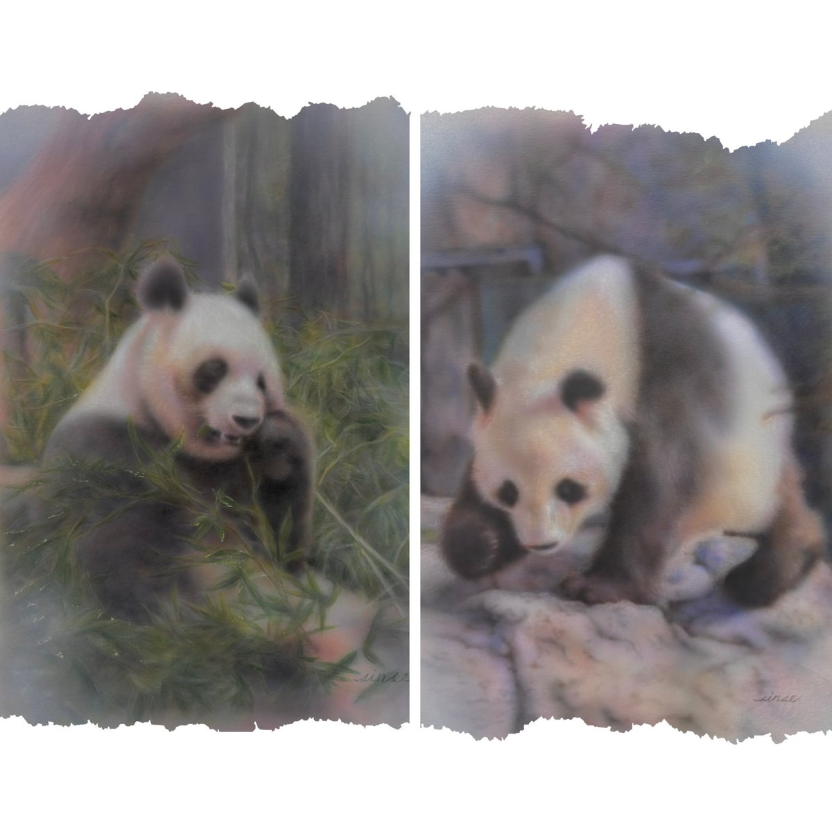 展示会のお知らせ】 #パンダ展 3/6(金)〜3/10(火) #どうぶついっぱい