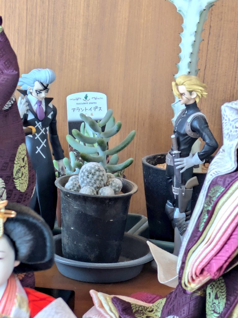 今年は飾る場所の諸事情により人形だけ出しましたよ。
…と、その後ろでサボテンについて議論するスタゼノ🌵