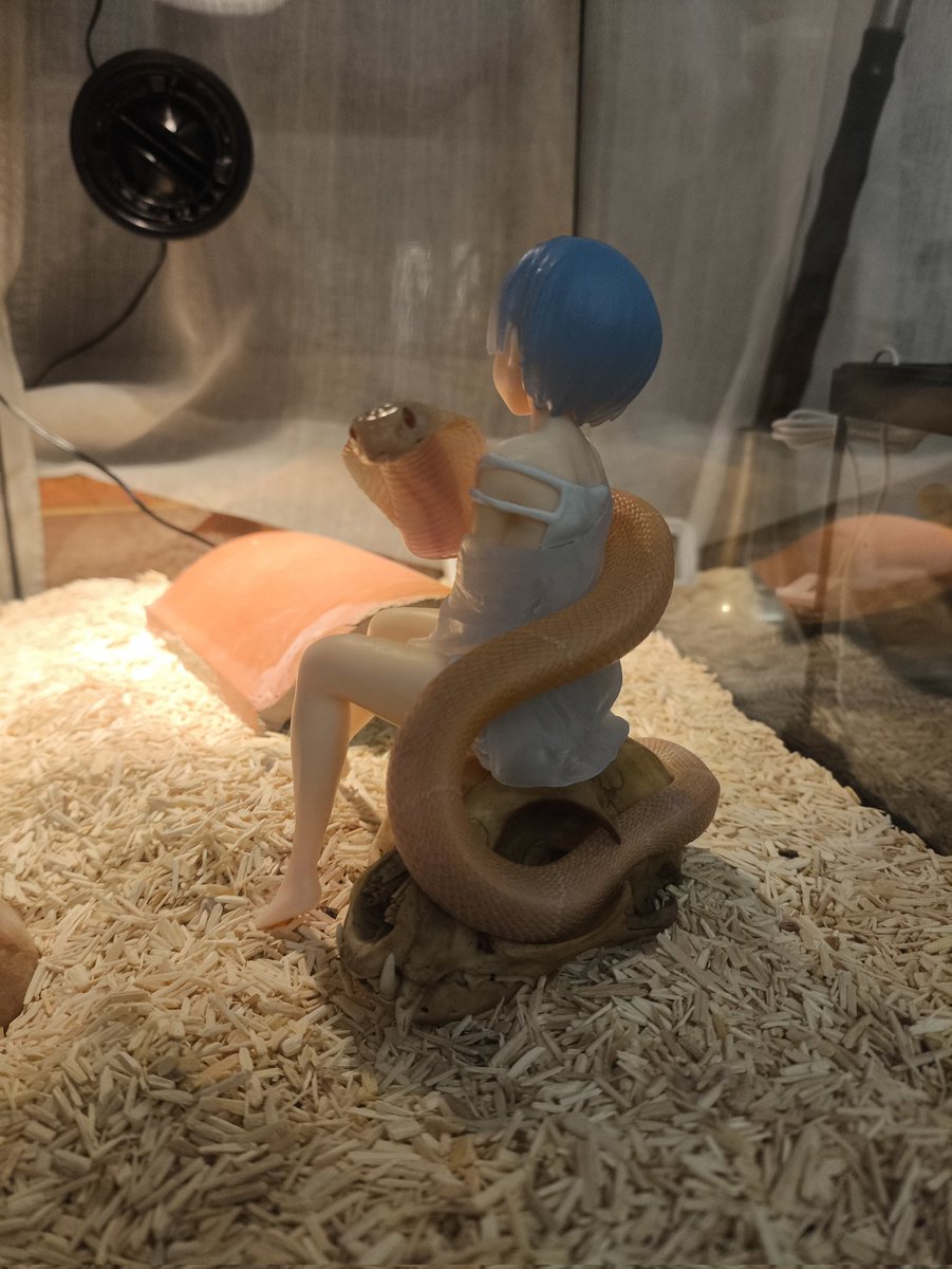 sissyhunter_ilu's tweet photo. 二次元小蛇 #snake https://t.co/5mTXUF80Cq