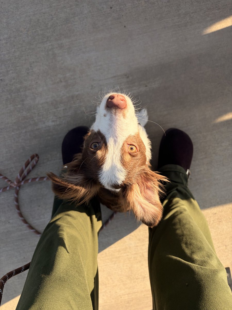 mutherofpeanut's tweet photo. Hot dog mom walk (candid) https://t.co/knr4VFHhMl