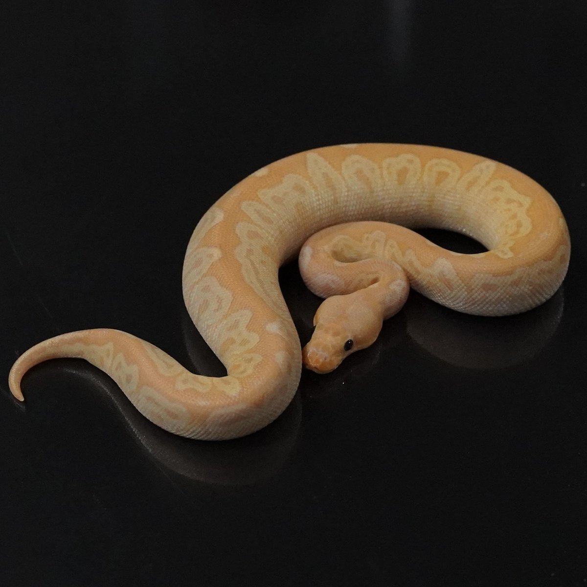 Side-B Collection tweet media