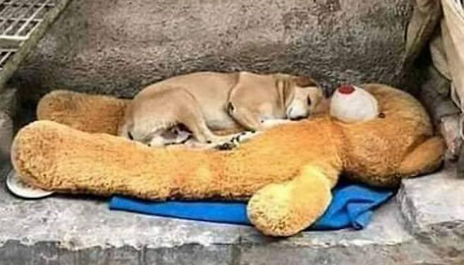 시발 맘아파
저 강아지도 집에서 푹신한 방석에서 잠들던 시절이 있었겠지?