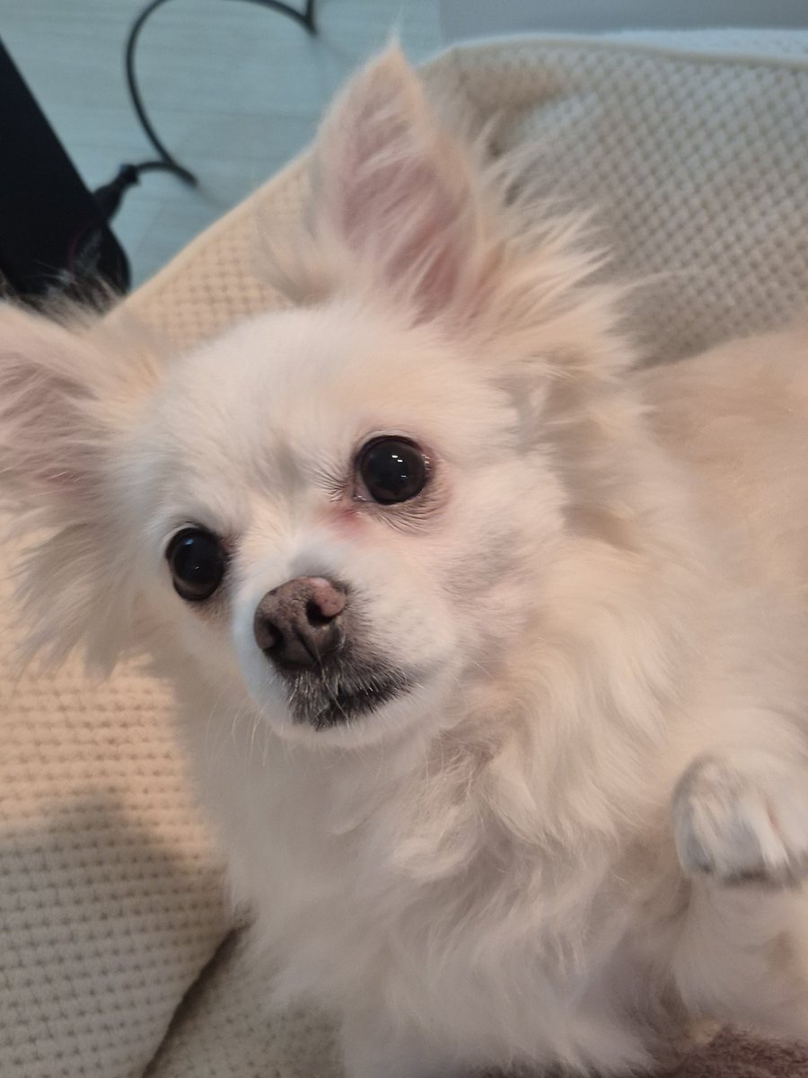 설탕이 가족찾아요🤍🥛 tweet media