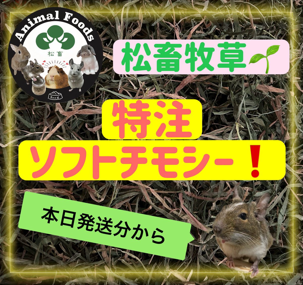 Animal_Foods's tweet photo. ‼️松畜の目玉商品‼️
『特注ソフトチモシー🌸』
本日発送分から☺️

今回ロットは⬇️
⭐️とにかく柔らか〜い
⭐️茶葉が混じってます🌱

⭕️カナダ産２番刈り🌹💐
硬い牧草が苦手なこや、
食欲低下時の栄養補給に最適🙆‍♀️

⭕️X、Instagramにて品質状態を確認されてからご購入ください🙏

#松畜AnimalFoods
#松畜
#松畜牧草
#チモシー２番刈り
#ソフトチモシー
https://t.co/SJyZGWzGS2
☝️ヤフーフリマURLです☝️
楽天市場・Amazon☞もチェック❣️
ヤフオク・ラクマで松畜牧草と検索🔍🌱