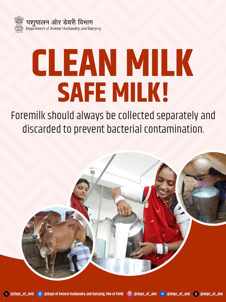 Dept_of_AHD's tweet photo. Foremilk should always be collected separately and discarded to help prevent bacterial contamination. 

#CleanMilkSafeMilk #MilkHygiene #DairyFarming #AnimalHusbandry #MilkQuality #GoodMilkingPractices #FoodSafety #LivestockCare #FarmHygiene https://t.co/eQO0FJl1Jm