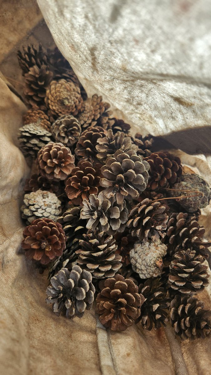 少しだけ山の恵みを回収。 松ぼっくり拾ったので次回のキャンプは好き