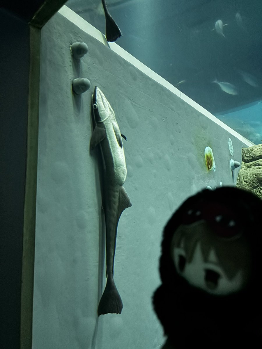 総悟、コバンザメだよ