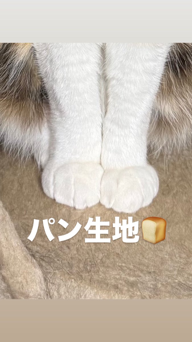 🤗🤗🤗 #x #ねこのいる暮らし#ねこ好きさんと繋がりたい#ねこ#cats