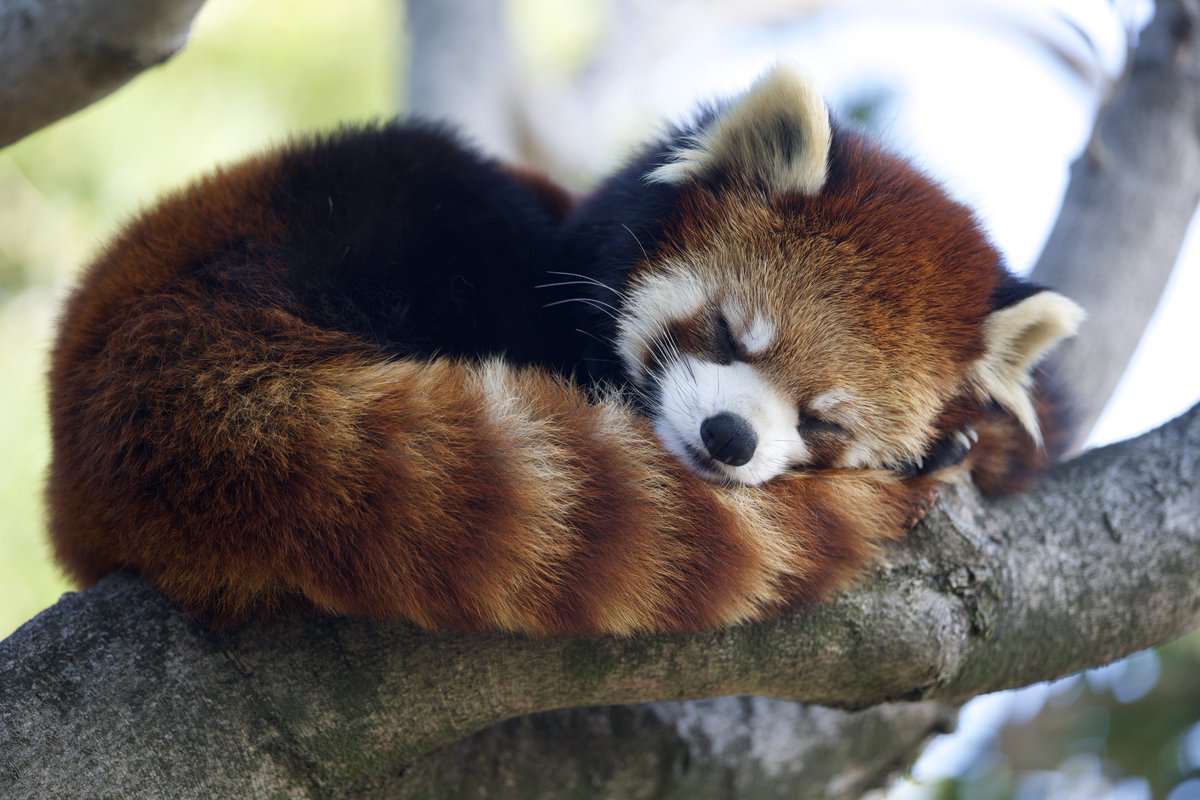 明日はツツジちゃんと仲良くできるといいな🫧 2026.2.6 #ピースケ